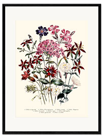 Impressão artística com moldura Catchfly (Silene), 1843