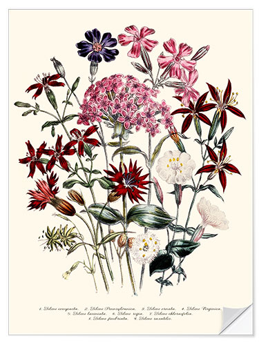 Sticker mural Catchfly (Silene), 1843