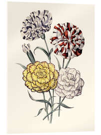 Akrylbilde A variety of Carnations, 1843