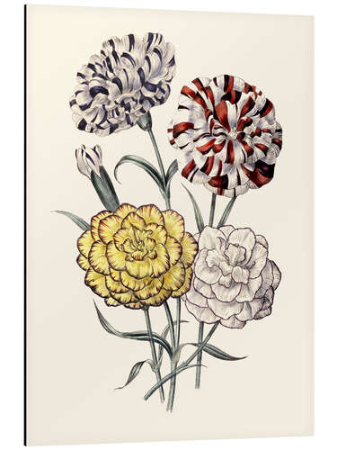 Stampa su alluminio A variety of Carnations, 1843