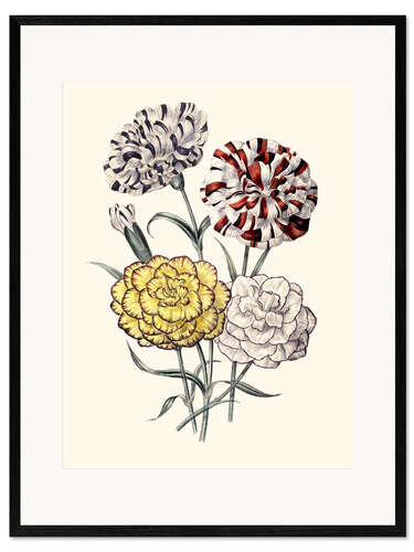 Gerahmter Kunstdruck Nelkenvariation, 1843