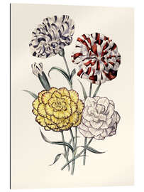 Gallery print A variety of Carnations, 1843