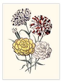 Wall print  A variety of Carnations, 1843 - Jane Loudon