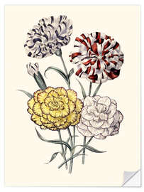 Wall sticker A variety of Carnations, 1843