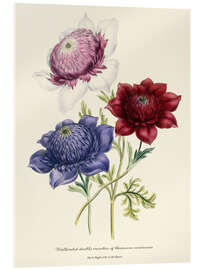 Akrylglastavla Cultivated double varieties of Anemone coronarial, c. 1843