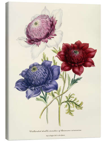 Leinwandbild Gezüchtete doppelte Sorten von Anemone Coronarial, um 1843