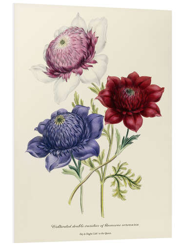 Foam board print Cultivated double varieties of Anemone coronarial, c. 1843