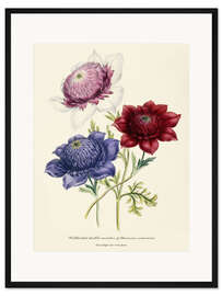 Gerahmter Kunstdruck Gezüchtete doppelte Sorten von Anemone Coronarial, um 1843