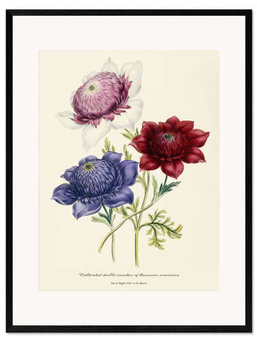 Gerahmter Kunstdruck Gezüchtete doppelte Sorten von Anemone Coronarial, um 1843