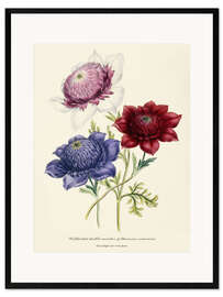 Gerahmter Kunstdruck Gezüchtete doppelte Sorten von Anemone Coronarial, um 1843