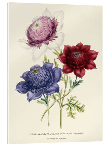 Gallery Print Gezüchtete doppelte Sorten von Anemone Coronarial, um 1843