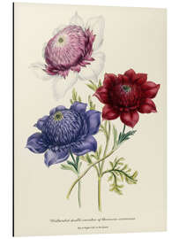 Magnettafel Gezüchtete doppelte Sorten von Anemone Coronarial, um 1843