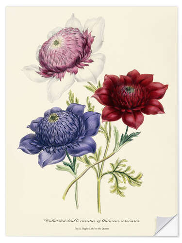 Wall sticker Cultivated double varieties of Anemone coronarial, c. 1843