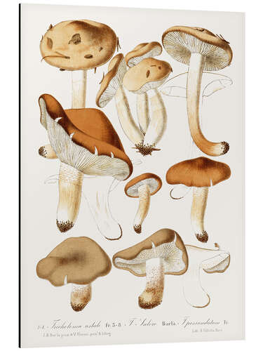 Tableau en aluminium Fungi, 1860