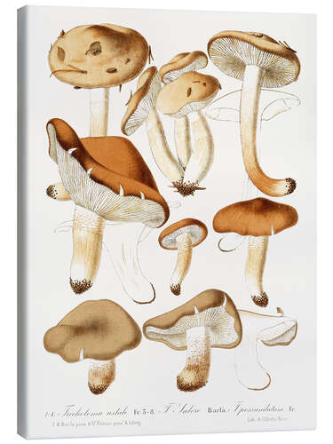 Tableau sur toile Fungi, 1860