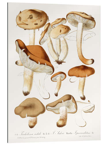 Galleriataulu Fungi, 1860