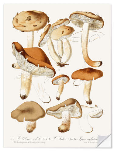 Vinilo para la pared Fungi, 1860