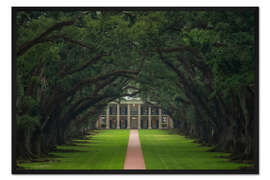Gerahmter Kunstdruck Weg durch die Oak Alley-Plantage