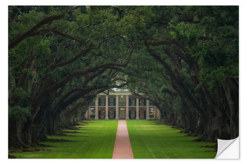 Adesivo murale Path through the Oak Alley Plantation