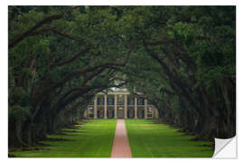 Autocolante decorativo Path through the Oak Alley Plantation