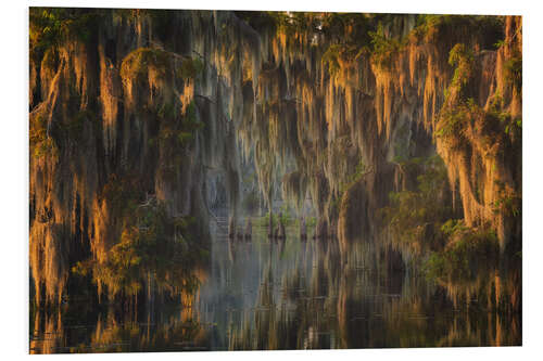 Tableau en PVC Glowing Sunrise in the Swamps