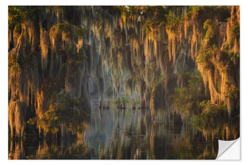 Selvklebende plakat Glowing Sunrise in the Swamps