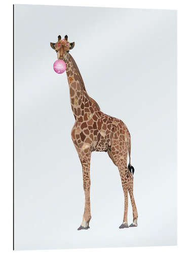 Quadro em plexi-alumínio Funny Giraffe with Bubble Gum