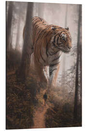 Tableau en aluminium Encounter with the Big Tiger