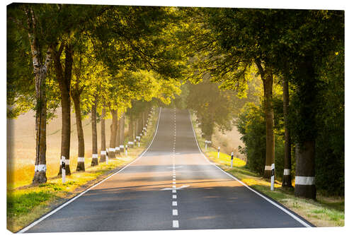 Canvas-taulu Avenue in the morning light