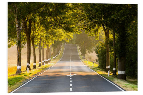 PVC-tavla Avenue in the morning light