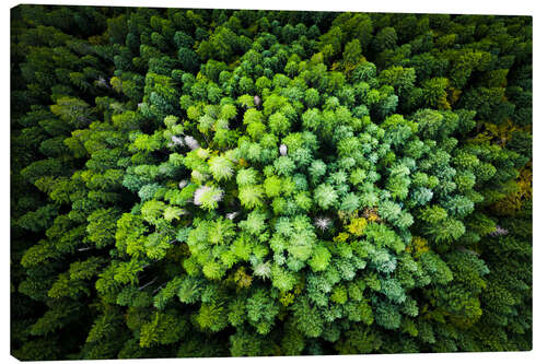 Canvas print Pine forest from a bird's eye perspective