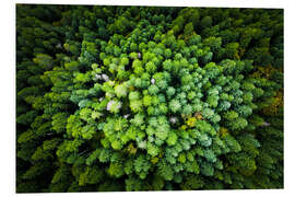 Foam board print Pine forest from a bird's eye perspective