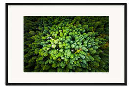 Gerahmter Kunstdruck Tannenwald aus der Vogelperspektive