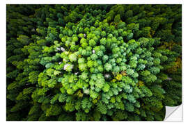 Wall sticker Pine forest from a bird's eye perspective