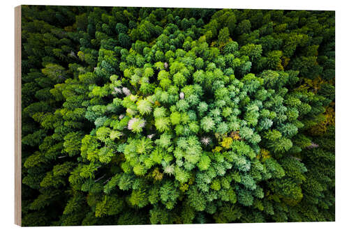 Hout print Pine forest from a bird's eye perspective