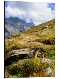 Aluminiumtavla Two marmots sitting on an alpine meadow