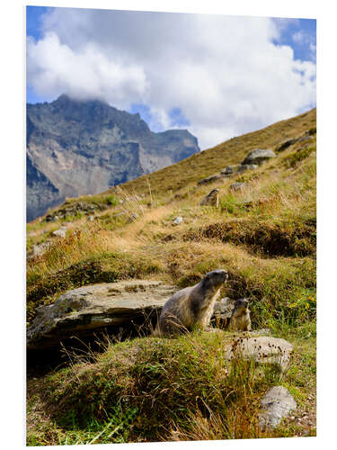 PVC-tavla Two marmots sitting on an alpine meadow