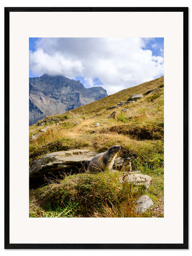 Impresión de arte enmarcada Two marmots sitting on an alpine meadow