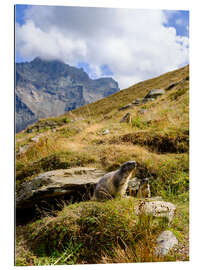 Galleriprint Two marmots sitting on an alpine meadow