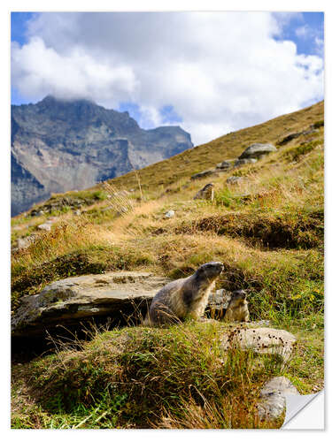 Naklejka na ścianę Two marmots sitting on an alpine meadow