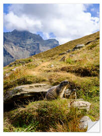 Vinilo para la pared Two marmots sitting on an alpine meadow