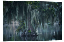 Acrylic print Atmospheric Swamp in Louisiana