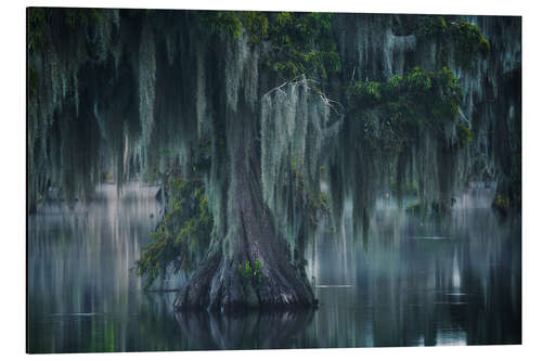 Aluminiumsbilde Atmospheric Swamp in Louisiana