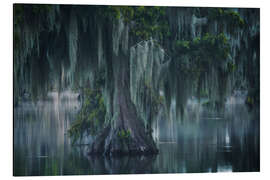 Aluminium print Atmospheric Swamp in Louisiana