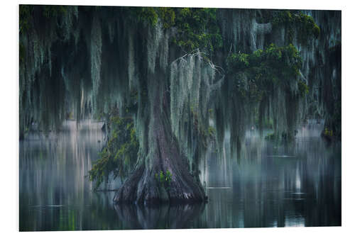 Foam board print Atmospheric Swamp in Louisiana