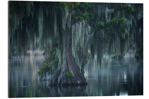 Quadro em plexi-alumínio Atmospheric Swamp in Louisiana