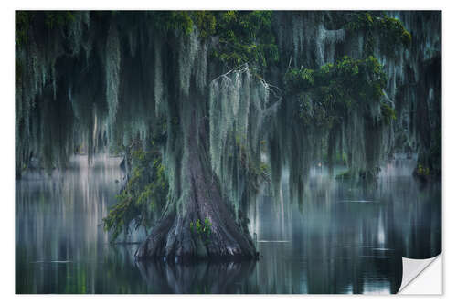 Selvklebende plakat Atmospheric Swamp in Louisiana