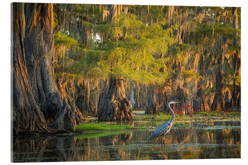 Acrylic print Heron in the swamps of Southern USA