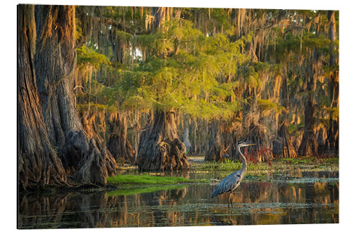 Aluminium print Heron in the swamps of Southern USA