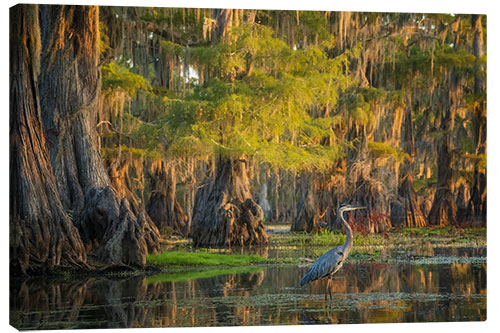 Canvastavla Heron in the swamps of Southern USA